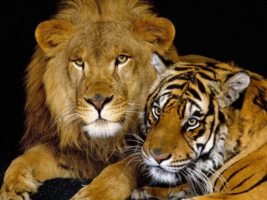 Majestic Lion & Tiger Resting Together – Captivating Wallpaper