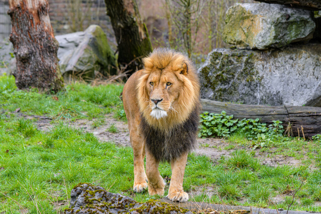 Majestic Lion in Lush Landscape: Regal Predator in Natural Habitat Wallpaper