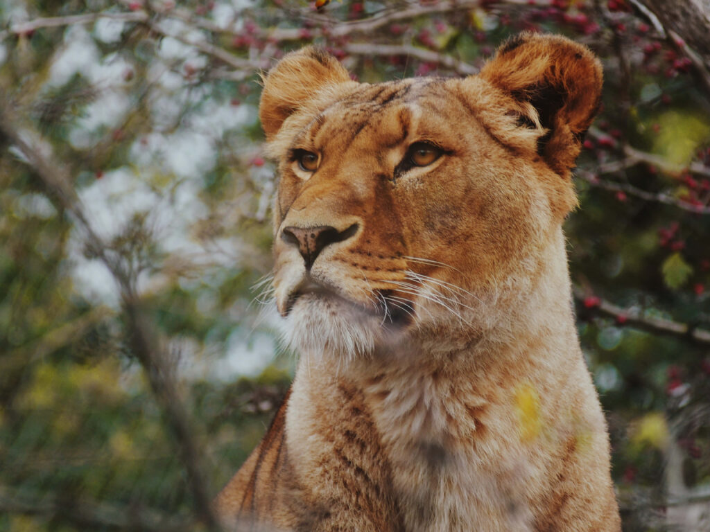 Majestic Lioness Close-Up: Intense Gaze & Regal Features Wallpaper