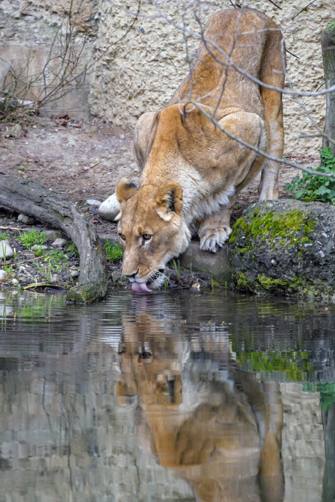 Majestic Lioness Drinking by Water's Edge: Serene Wild Beauty Wallpaper