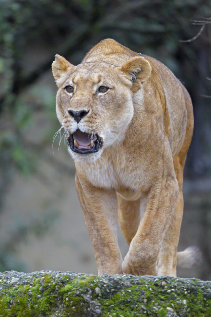 Majestic Lioness Roar Wallpaper - Power & Grace in Nature