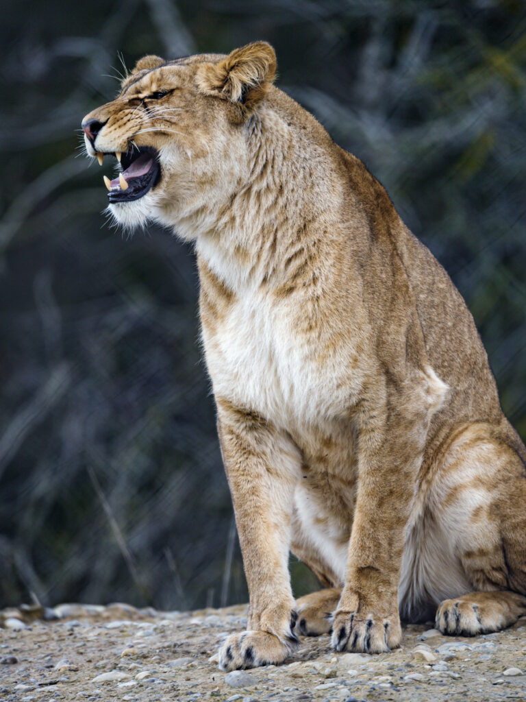 Majestic Lioness Wallpaper: Apex Predator in Natural Background