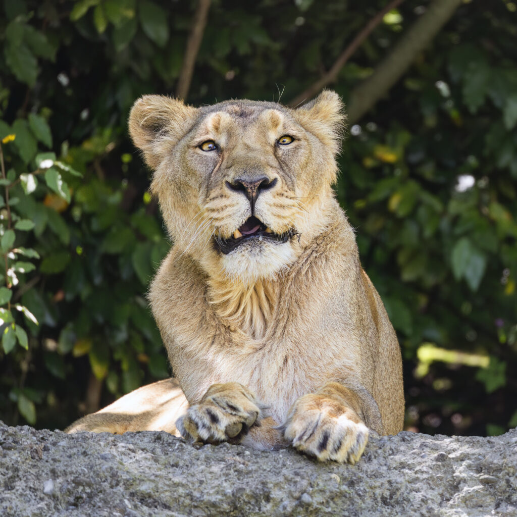 Majestic Lioness on Stone Ledge with Lush Foliage Background Wallpaper