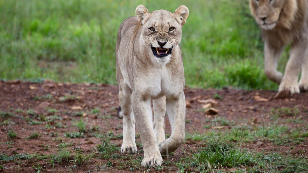 Majestic Lioness Wallpaper: Fierce Expression in Natural Setting