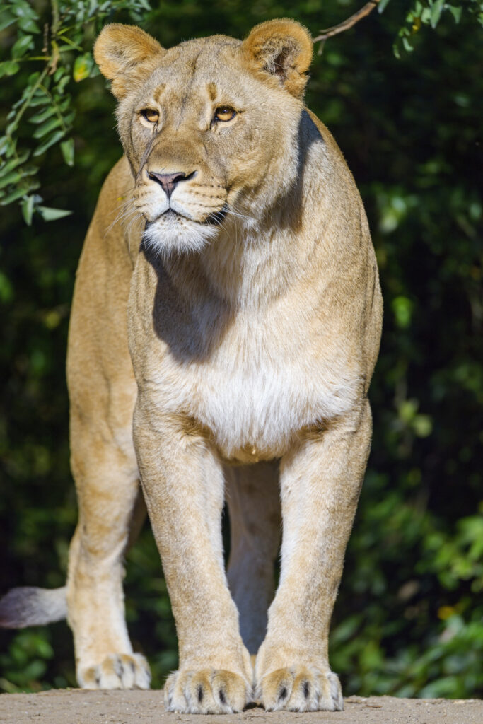 Lioness Wallpaper: Majestic Predator Amidst Vibrant Greenery