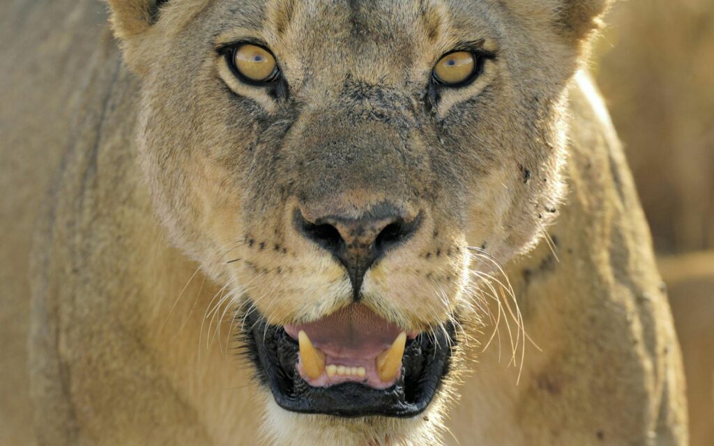 Majestic Lioness Close-Up: Powerful Gaze & Fierce Beauty Wallpaper