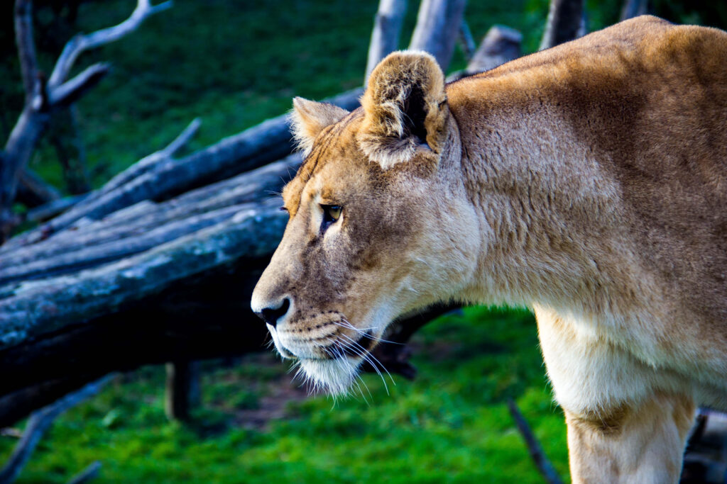 Majestic Lioness Profile Wallpaper: Strength in Natural Background