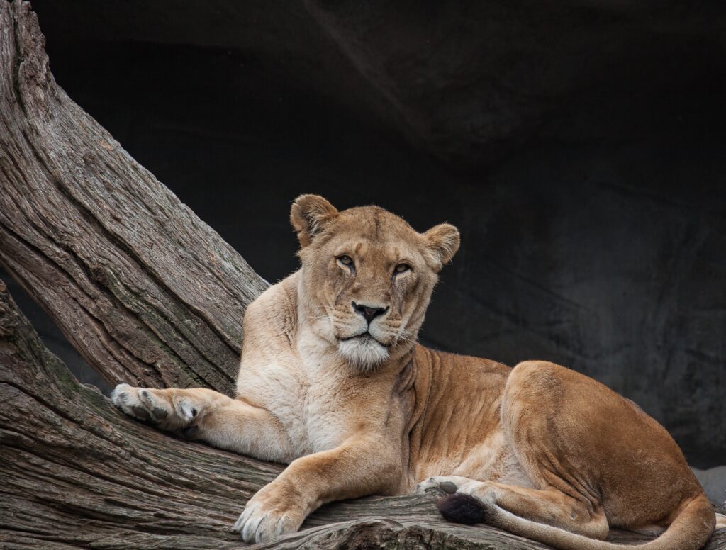 Majestic Lioness Lounging on Tree Trunk - Nature's Fierce Beauty Wallpaper
