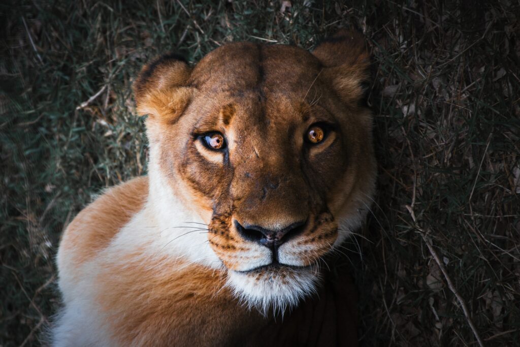 Majestic Lioness Close-Up: Intense Gaze in Natural Background Wallpaper