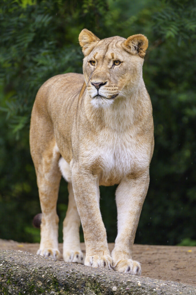 Majestic Lioness Wallpaper: Powerful Predator in Lush Green Background