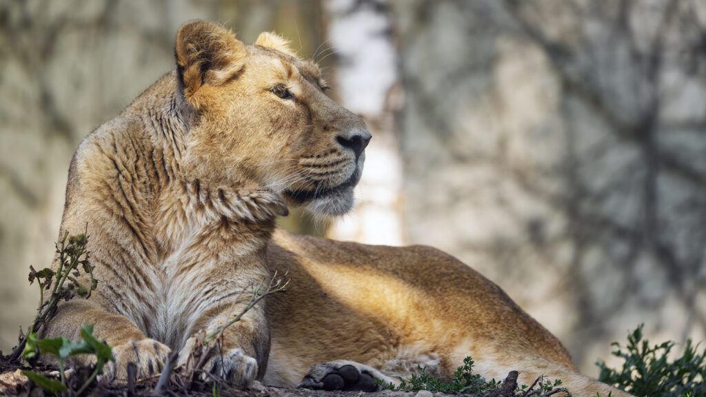 Majestic Lioness Wallpaper: Graceful Predator in Serene Wildlife