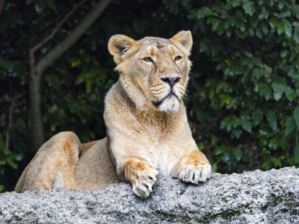 Majestic Lioness Relaxing on Stone with Lush Greenery Background Wallpaper