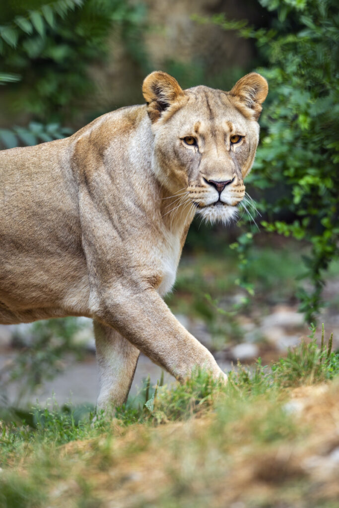 Majestic Lioness Walking through Grassy Background – Nature Wallpaper