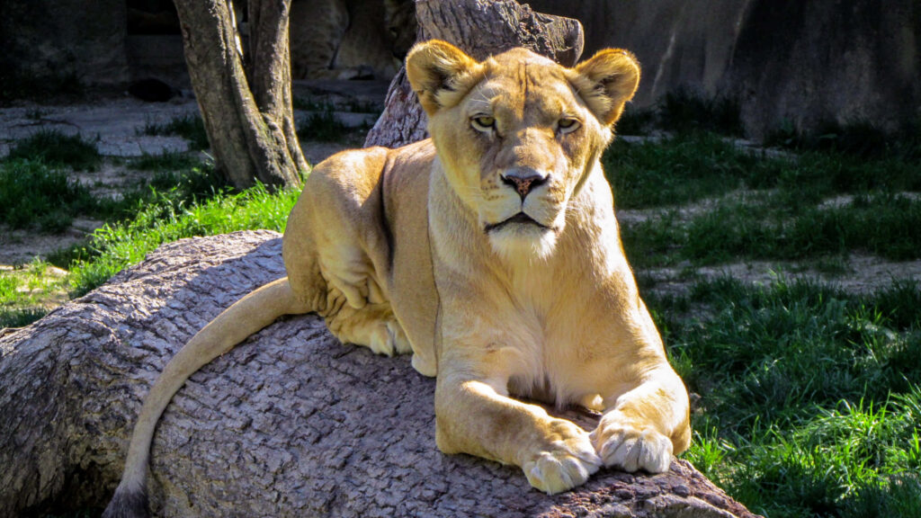 Majestic Lioness Wallpaper: Strength and Grace on Tree Trunk