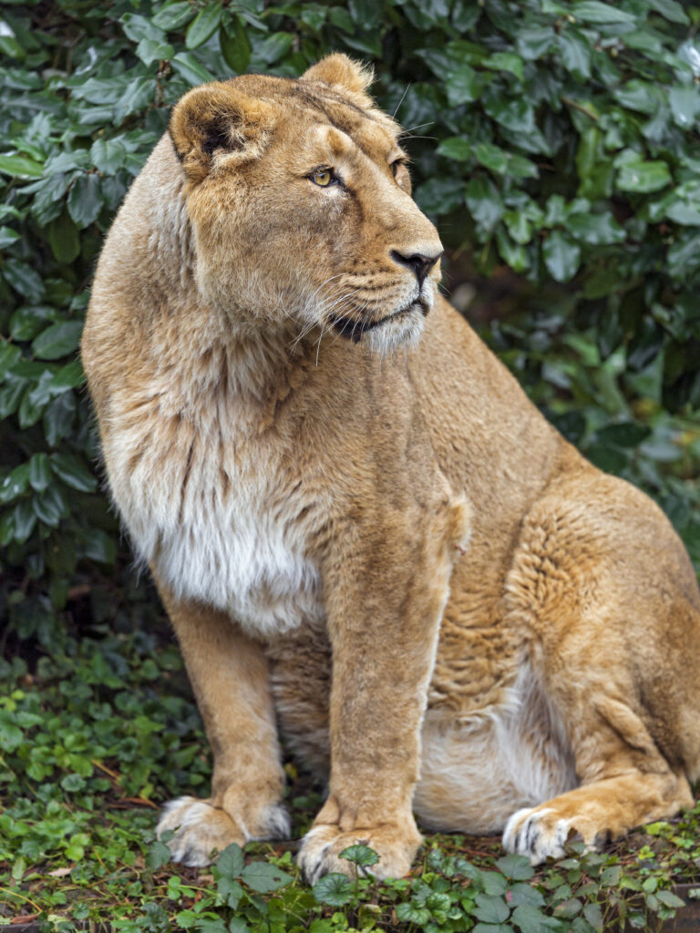 Regal Lioness: Majestic Predator in Lush Greenery Wallpaper