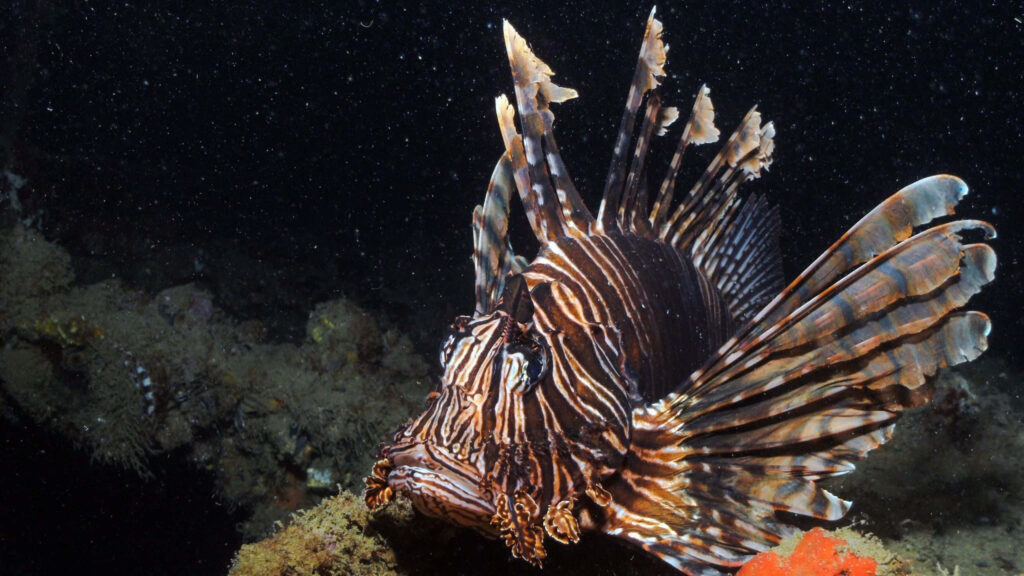 Vibrant Lionfish Wallpaper: Majestic Colors & Intricate Patterns
