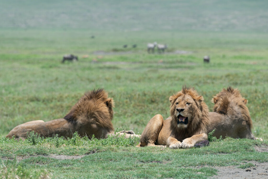 Majestic Lions Resting on Grassy Plain - High-Resolution Wallpaper