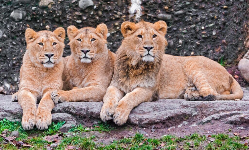 Majestic Lions Wallpaper: Calm Apex Predators in Nature's Background