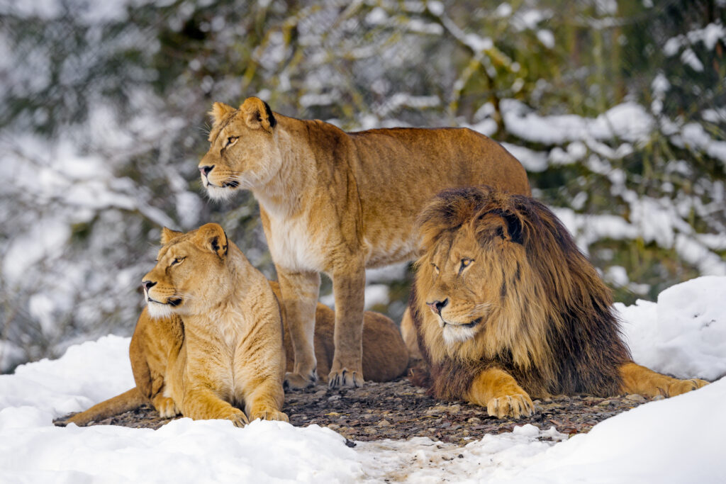 Majestic Lions in Snowy Landscape - Captivating Wildlife Wallpaper