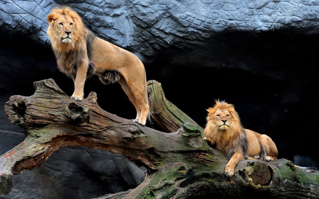 Majestic Lions on Weathered Wood: Serene Strength Wallpaper