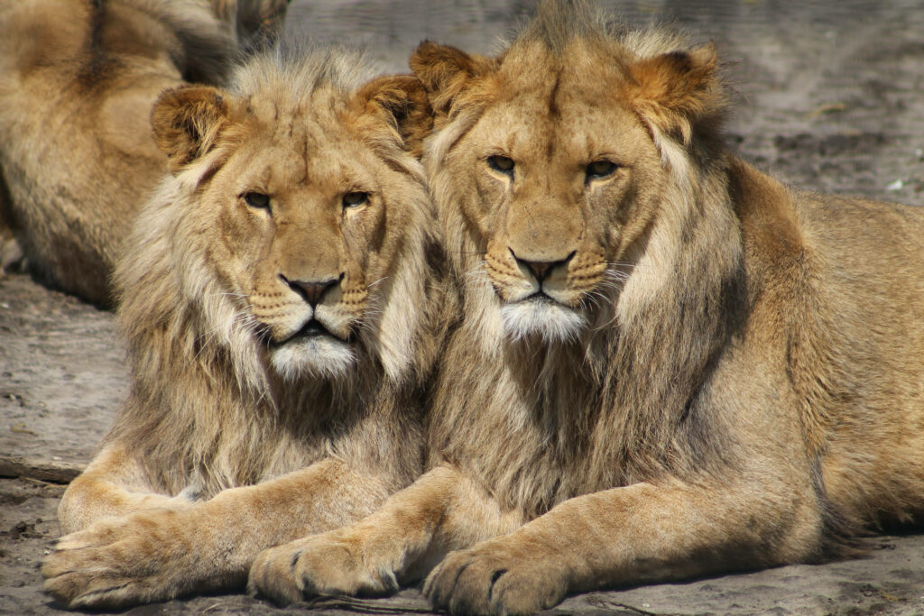Serene Lion Wallpaper: Majestic Lions Resting in Tranquil Habitat