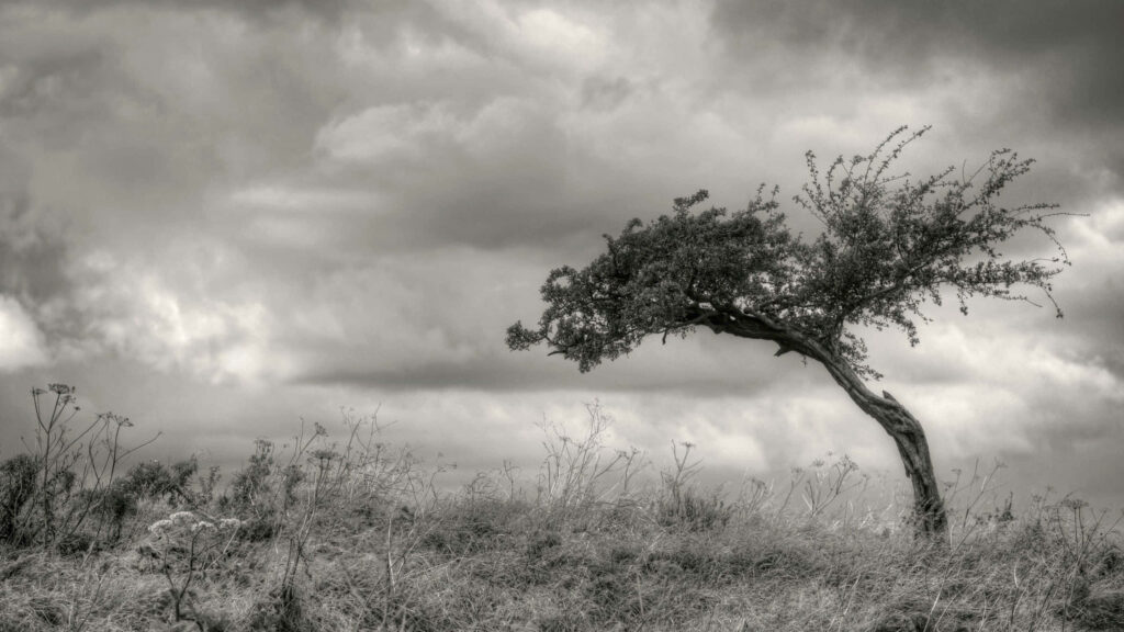 Majestic Tree Against Dramatic Sky - Black and White Wallpaper