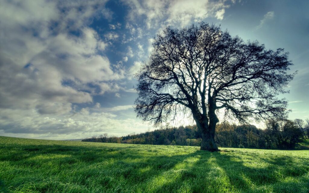 Majestic lone tree in sunlit meadow with bare branches casting shadows on green grass under blue sky Wallpaper