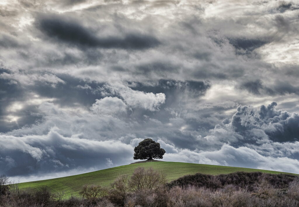 Majestic Lone Tree on Green Hill with Dramatic Overcast Sky Wallpaper
