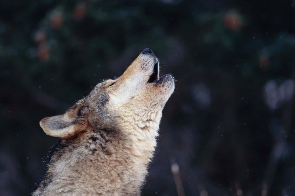 Majestic Wolf Howling under Starry Sky in Serene Wilderness Wallpaper