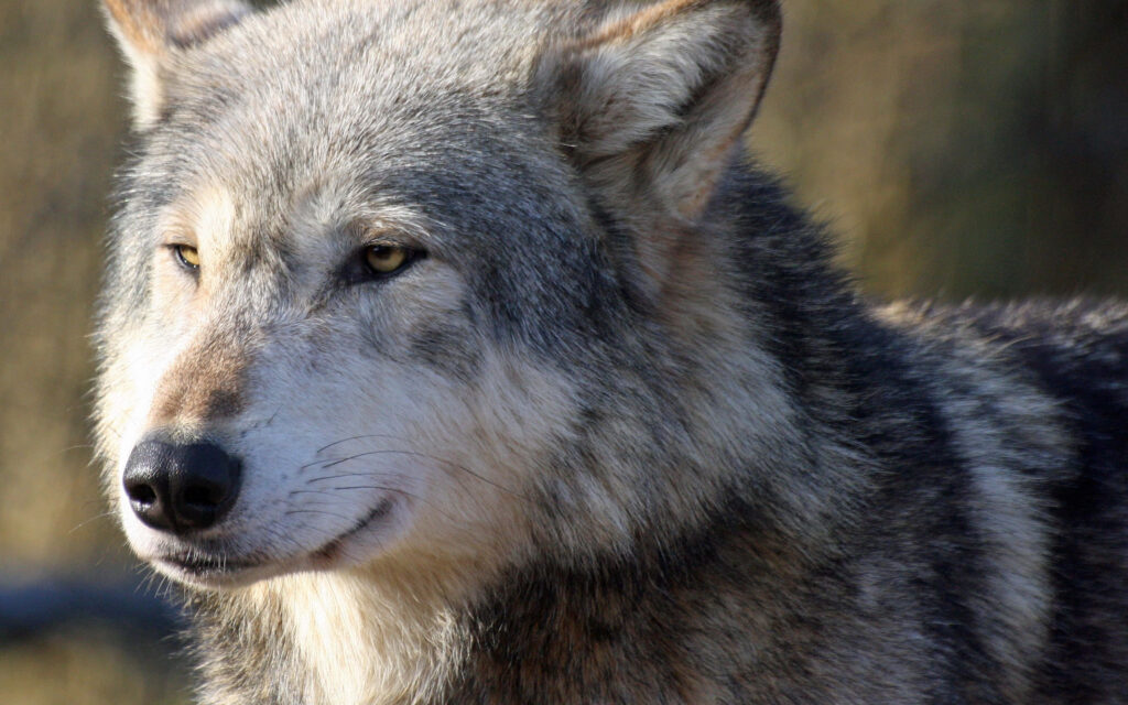 Lone Wolf in Ethereal Misty Field - Majestic Nature Wallpaper