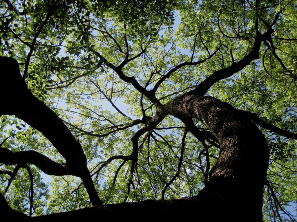 Low-angle view of huge tree with textured bark and bright green leaves canopy wallpaper background