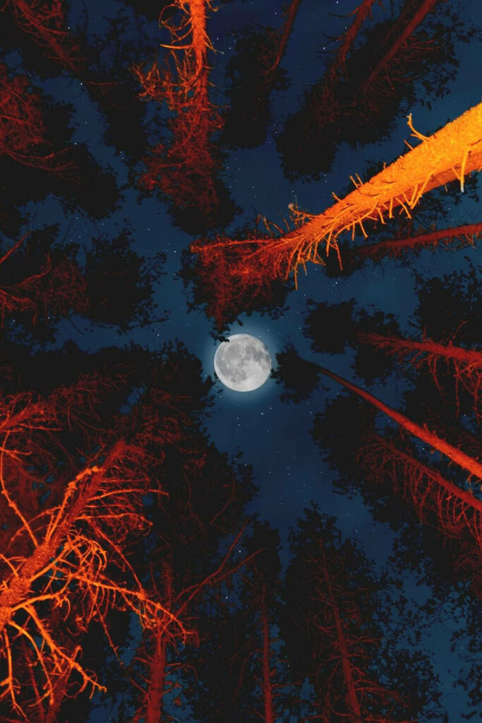 Enchanting Moonlit Canopy: Captivating Phone Wallpaper Featuring Majestic Full Moon and Radiant Red Tree Silhouettes