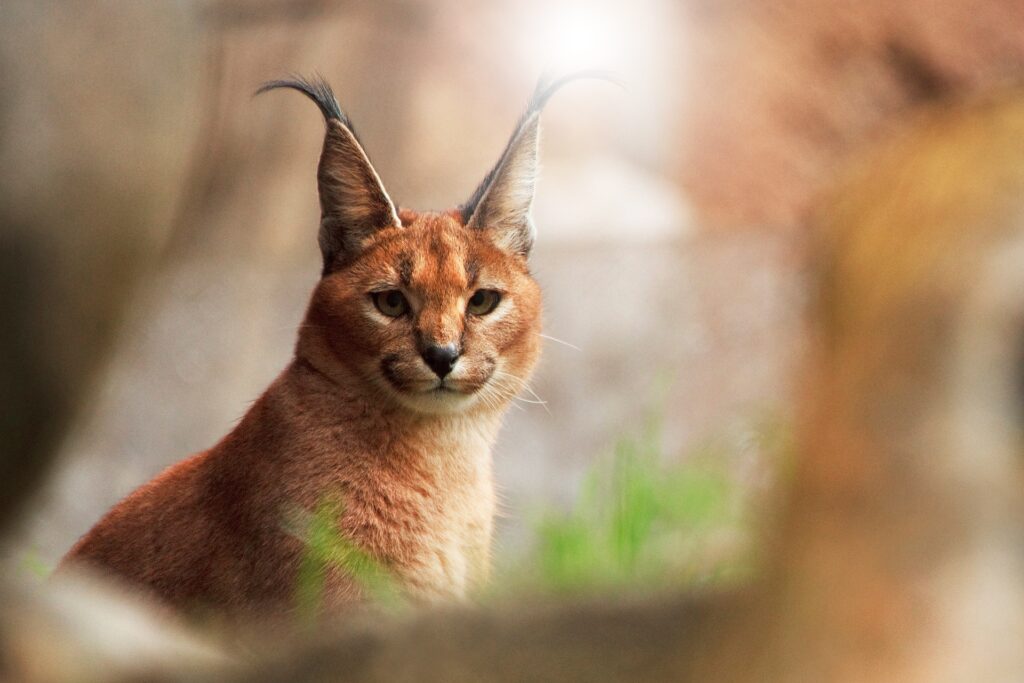 Majestic Lynx Wallpaper: Captivating Big Cat in Natural Light