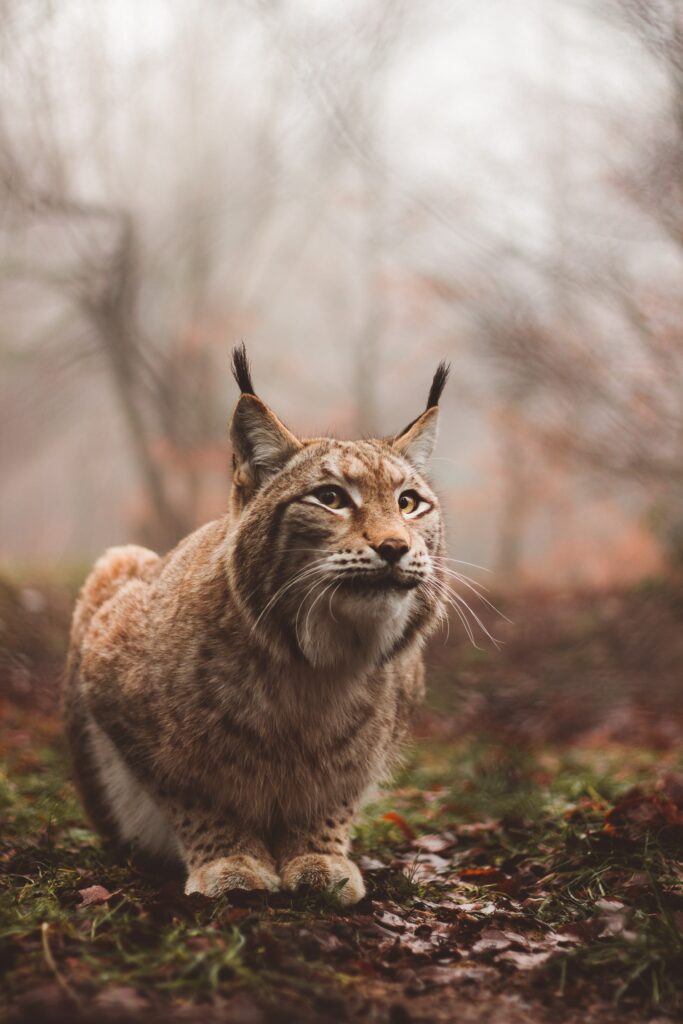 Majestic Lynx in Misty Forest - Exquisite Wildlife Wallpaper