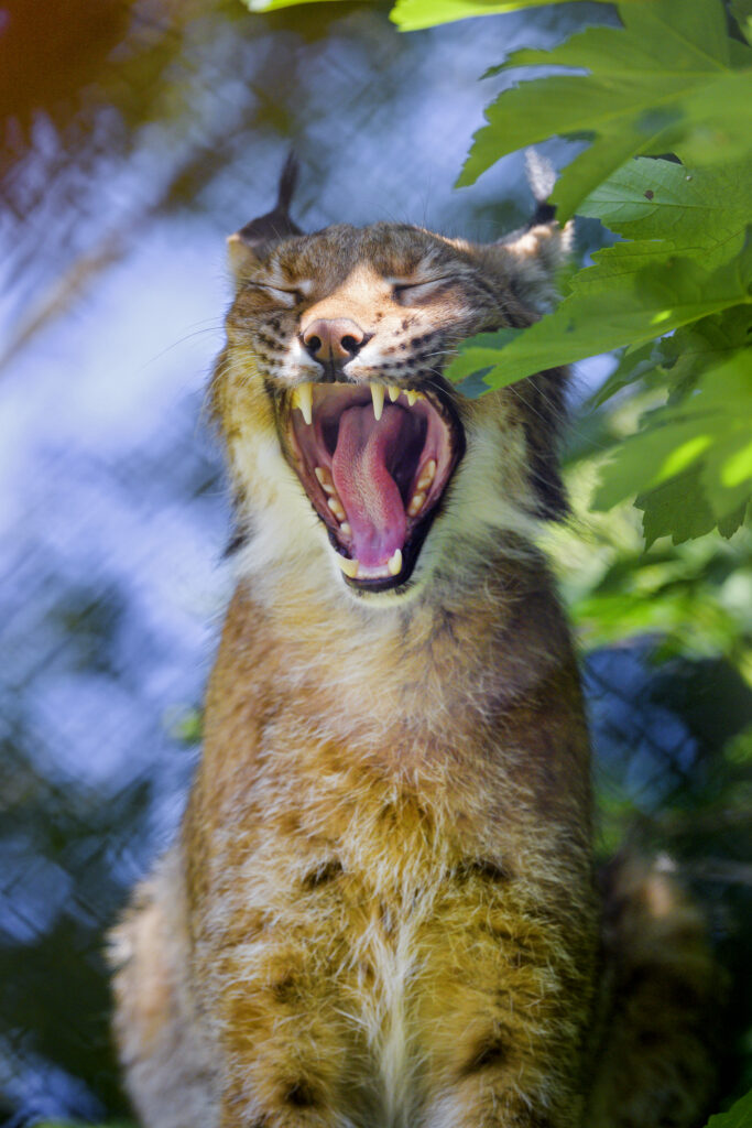 Majestic Lynx Close-Up: Fierce Expression Amid Vibrant Greenery Wallpaper