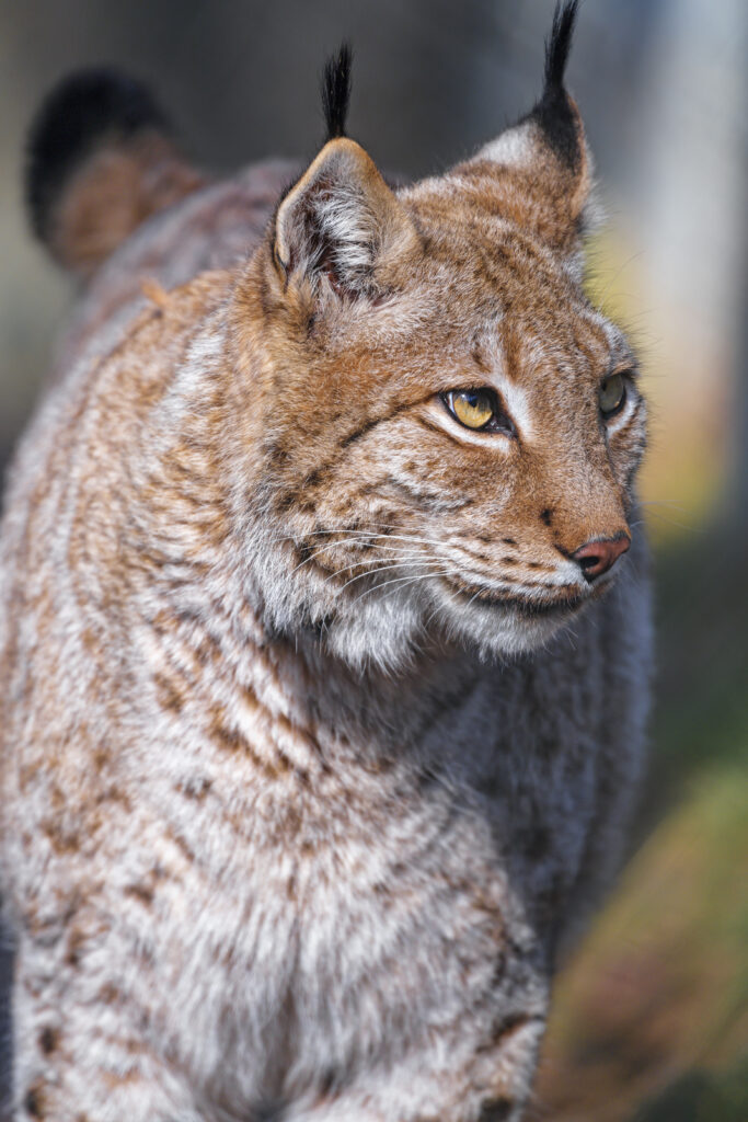 Majestic Lynx Wallpaper: Intense Focus in Natural Forest Background