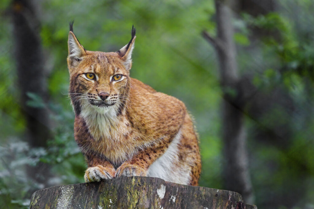 Lynx in Lush Forest: Majestic Predator Wallpaper Background