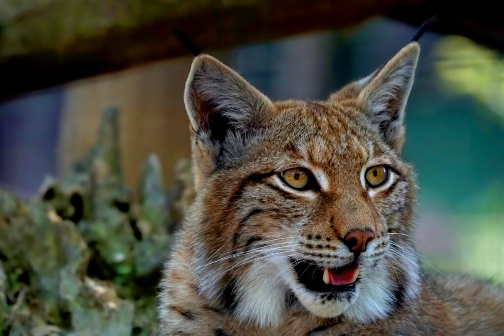Majestic Lynx Wallpaper: Powerful Predator in Natural Background