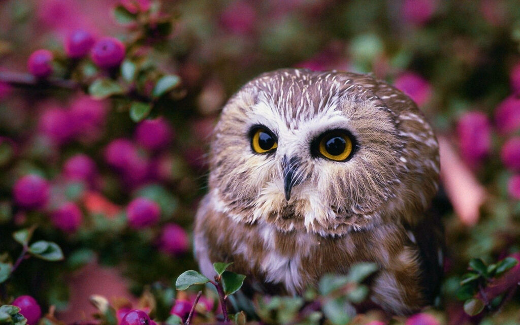 Enchanted Garden: A Close-up Portrait of a Darling Brown Baby Owl Amidst a Field of Vibrant Purple Blossoms Wallpaper