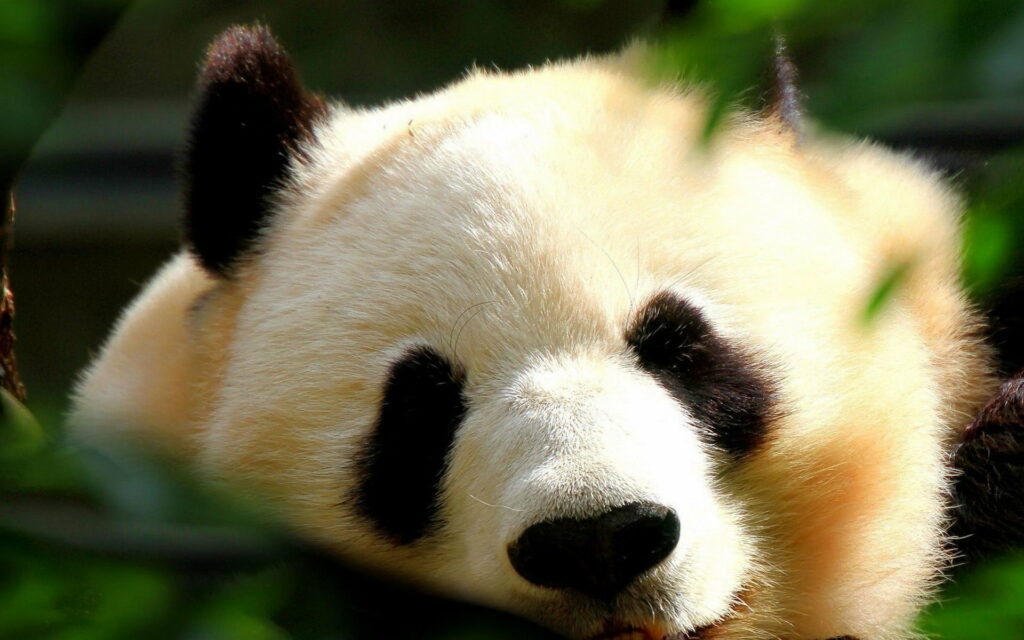 Panda Majesty: A Wildlife HD Wallpaper featuring the Most Adorable Mammals on Earth