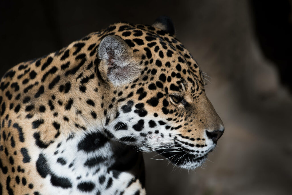 Majestic Leopard: An Astonishing Close-up and Side-view Capture with Spotted Fur in the Wild Wallpaper