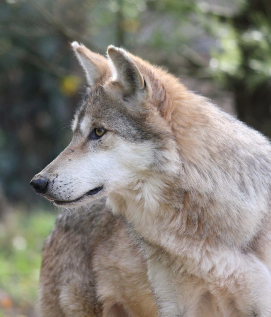 Majestic Mexican Wolf Wallpaper in Lush Wilderness Background