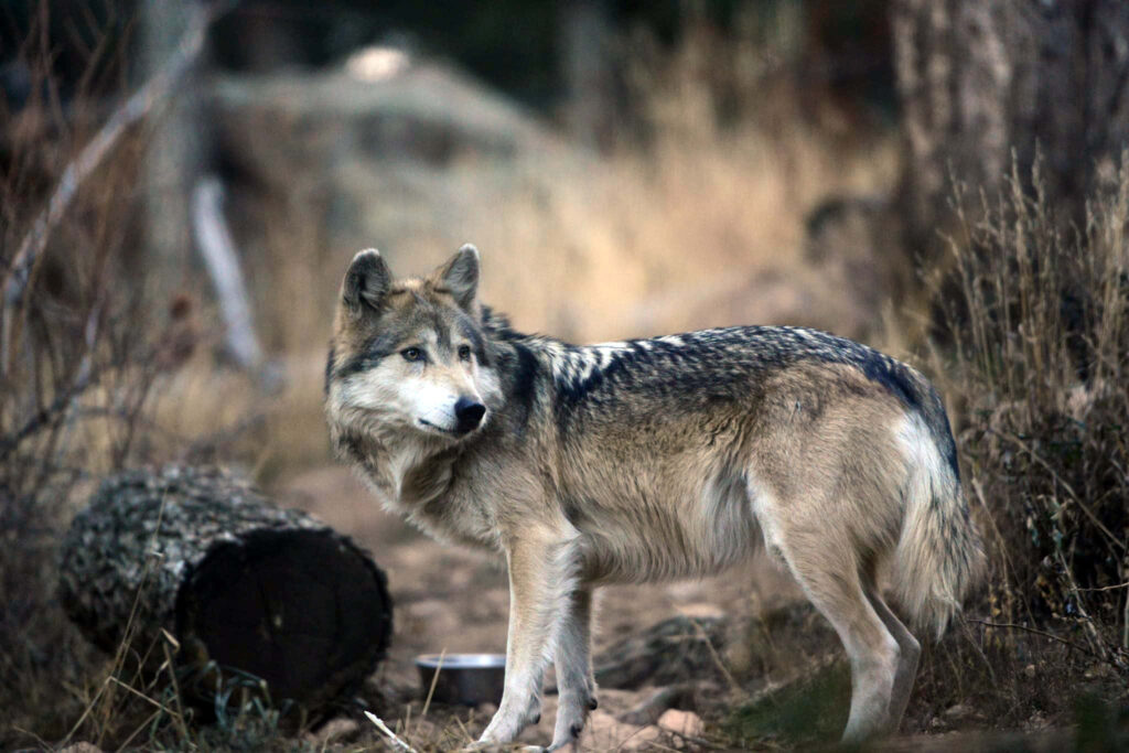 Majestic Mexican Wolf in Rugged Natural Habitat Wallpaper