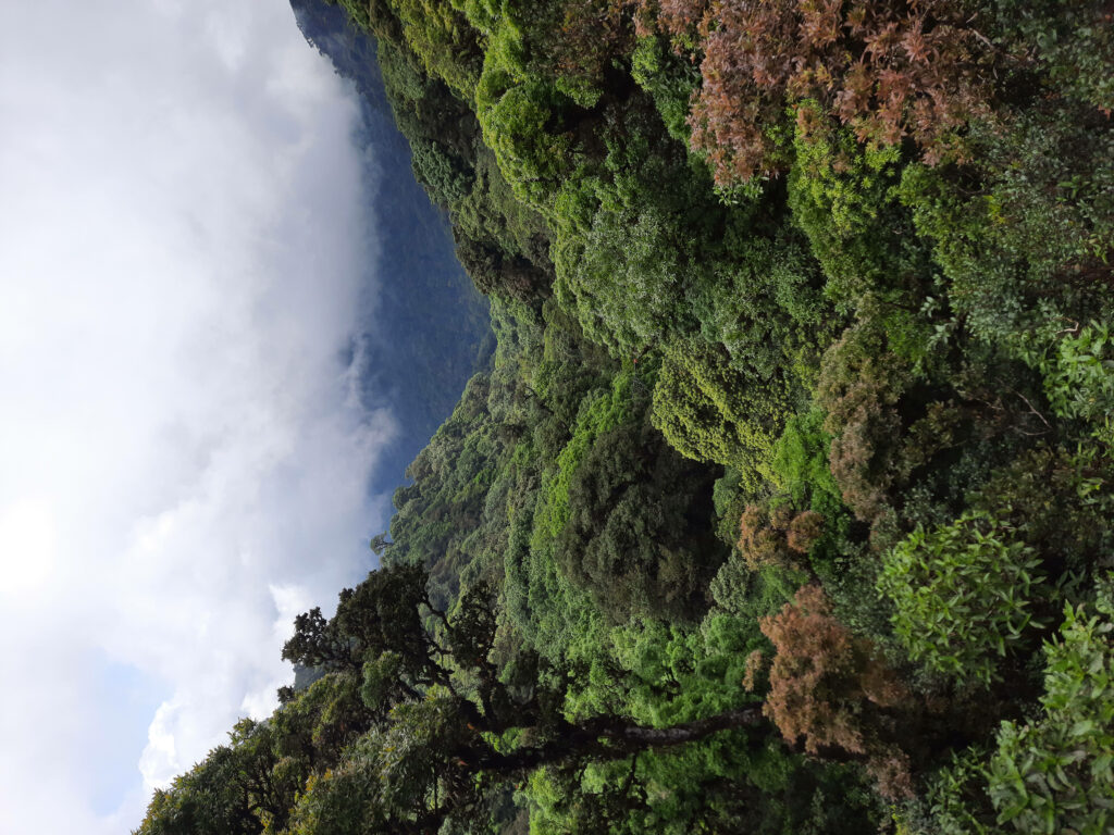 Misty Afternoon in the Serene Honduran Forest Wallpaper
