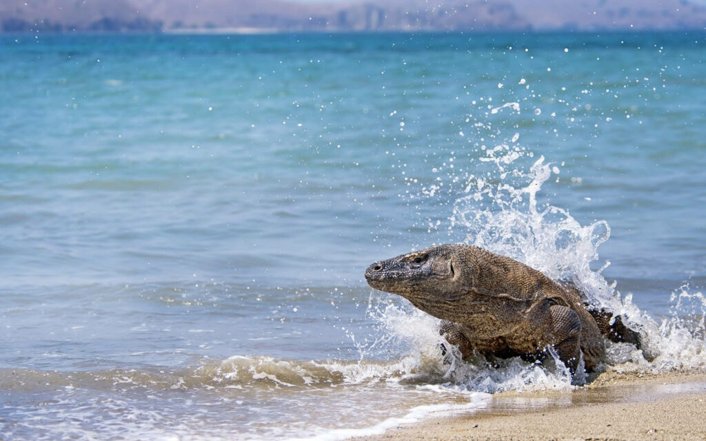 Majestic Monitor Lizard Basking on Serene Beach with Ocean Waves Wallpaper
