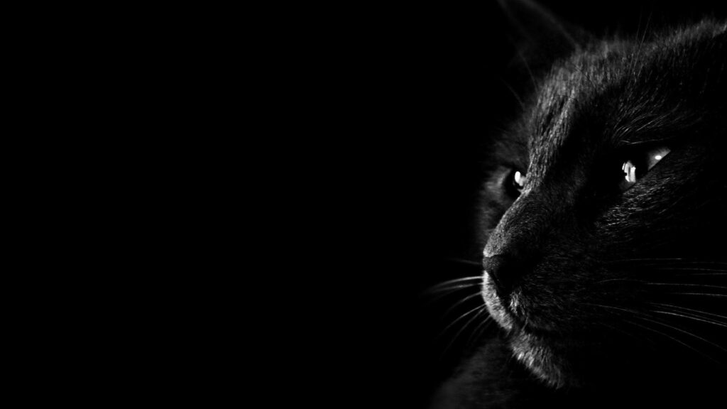 Mysteriously Elegant: A Captivating Black Cat Perched in Enigmatic Darkness Wallpaper