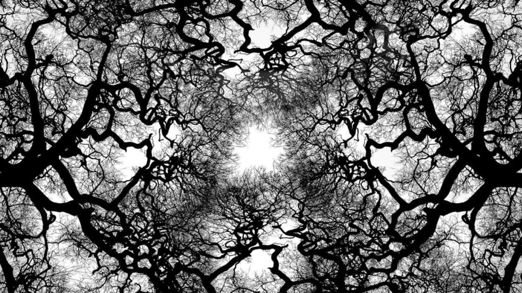 Captivating Monochrome Wallpaper of Intricate Tree Branches