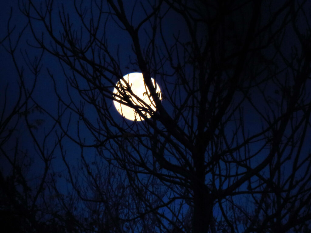 A Captivating Nighttime Portrait: Majestic Full Moon Concealed by Elegantly Branching Tree Silhouette Wallpaper