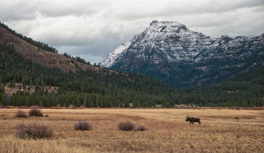 Majestic Moose Wallpaper: Scenic Mountain & Forest Landscape Background