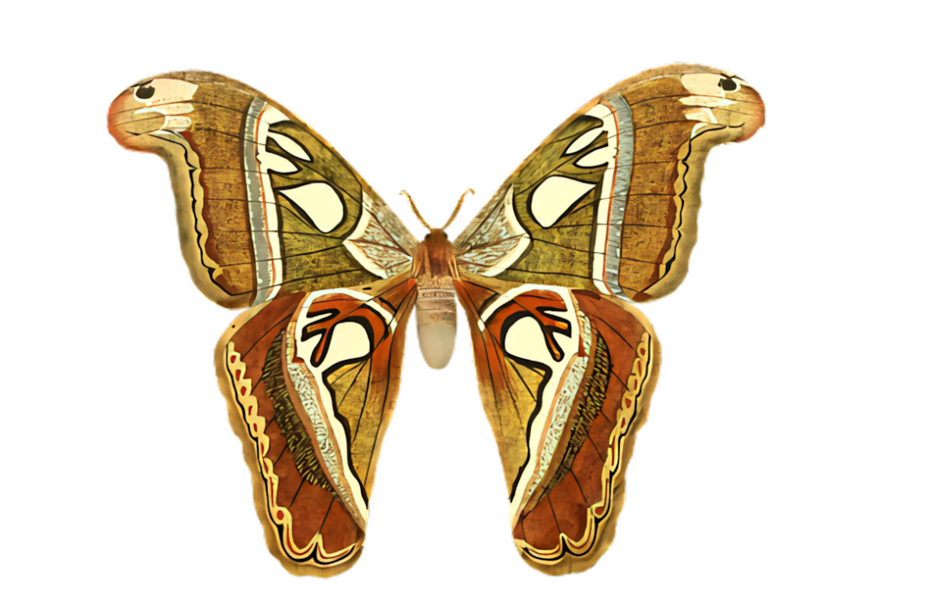 Majestic Moth Illustration: Intricate Patterns & Earthy Tones Wallpaper